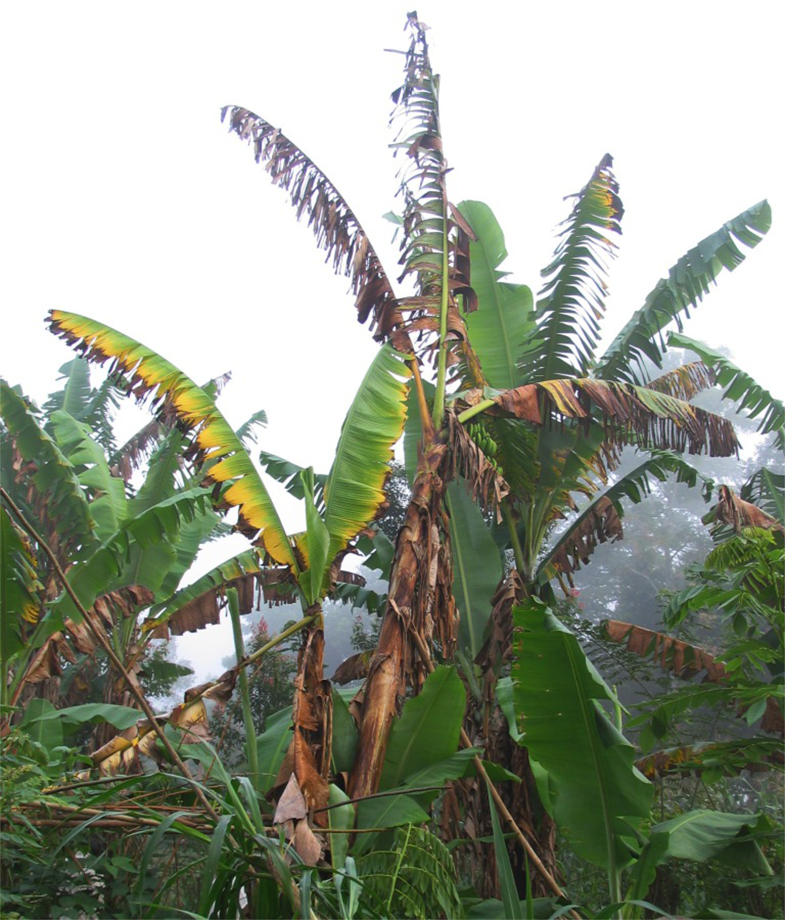 Banana Plant Diseases Pictures Idea Chocmales   Panama Disease 4 Large   As The Disease Progresses%2C Older Leaves Die And Form A Skirt Around The Lower Part Of The Plant (DAF%2C Qld).JPG